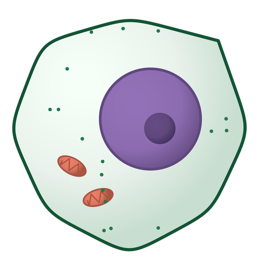 Illustrated animal cell diagram