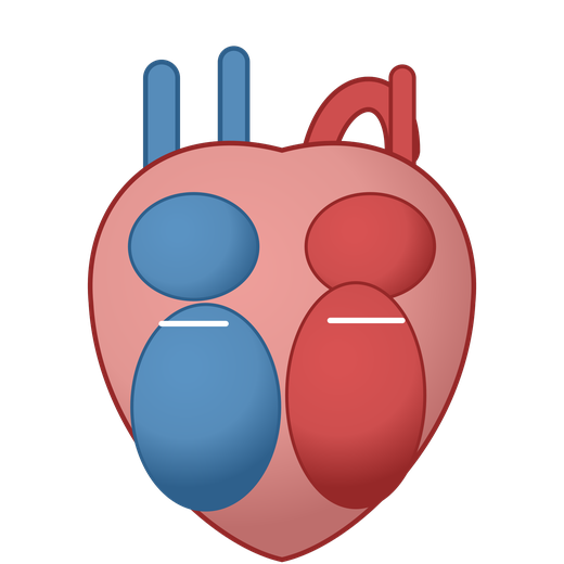 Illustrated human heart diagram