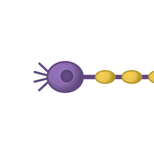 Illustrated neurone (nerve cell)