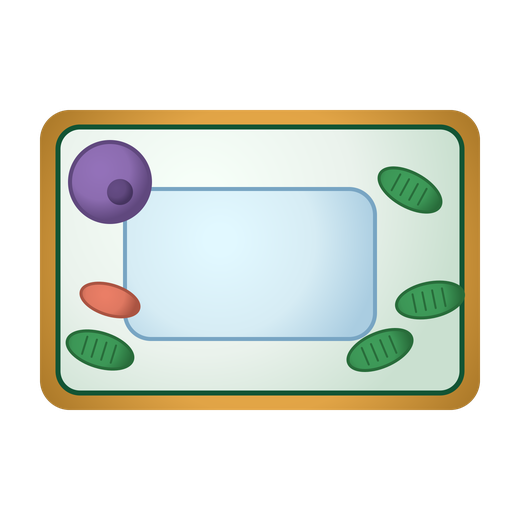 Illustrated plant cell diagram