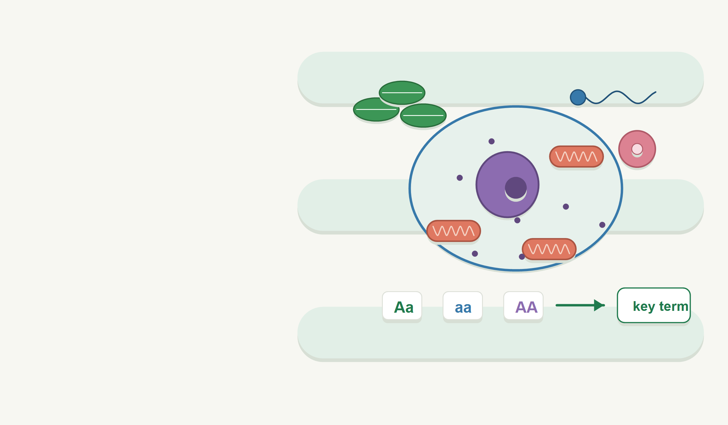 Calm illustrated science revision scene with cells, leaves and labelled diagrams